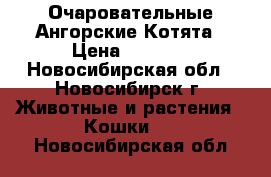 Очаровательные Ангорские Котята › Цена ­ 1 000 - Новосибирская обл., Новосибирск г. Животные и растения » Кошки   . Новосибирская обл.